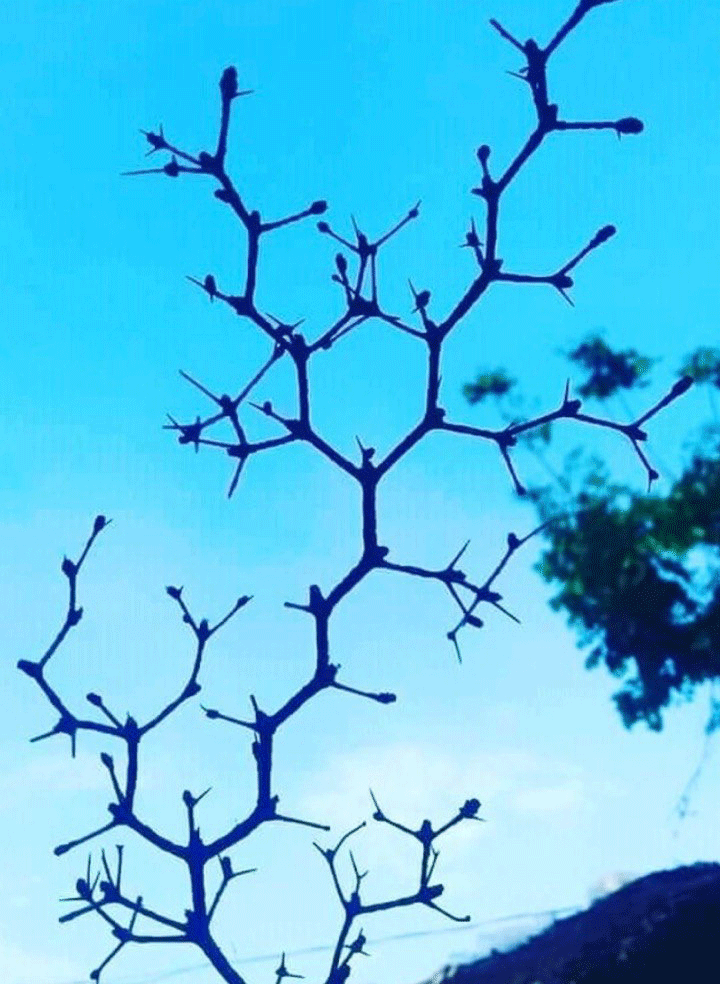 cropped-dna Intricate patterns of thorny branches against a blue sky, reflecting the complexity of natural remedies