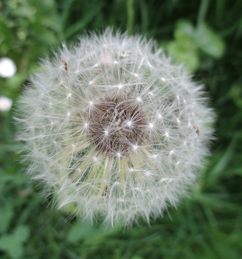 square-dandy Close-up of a white dandelion seed head with a green background.