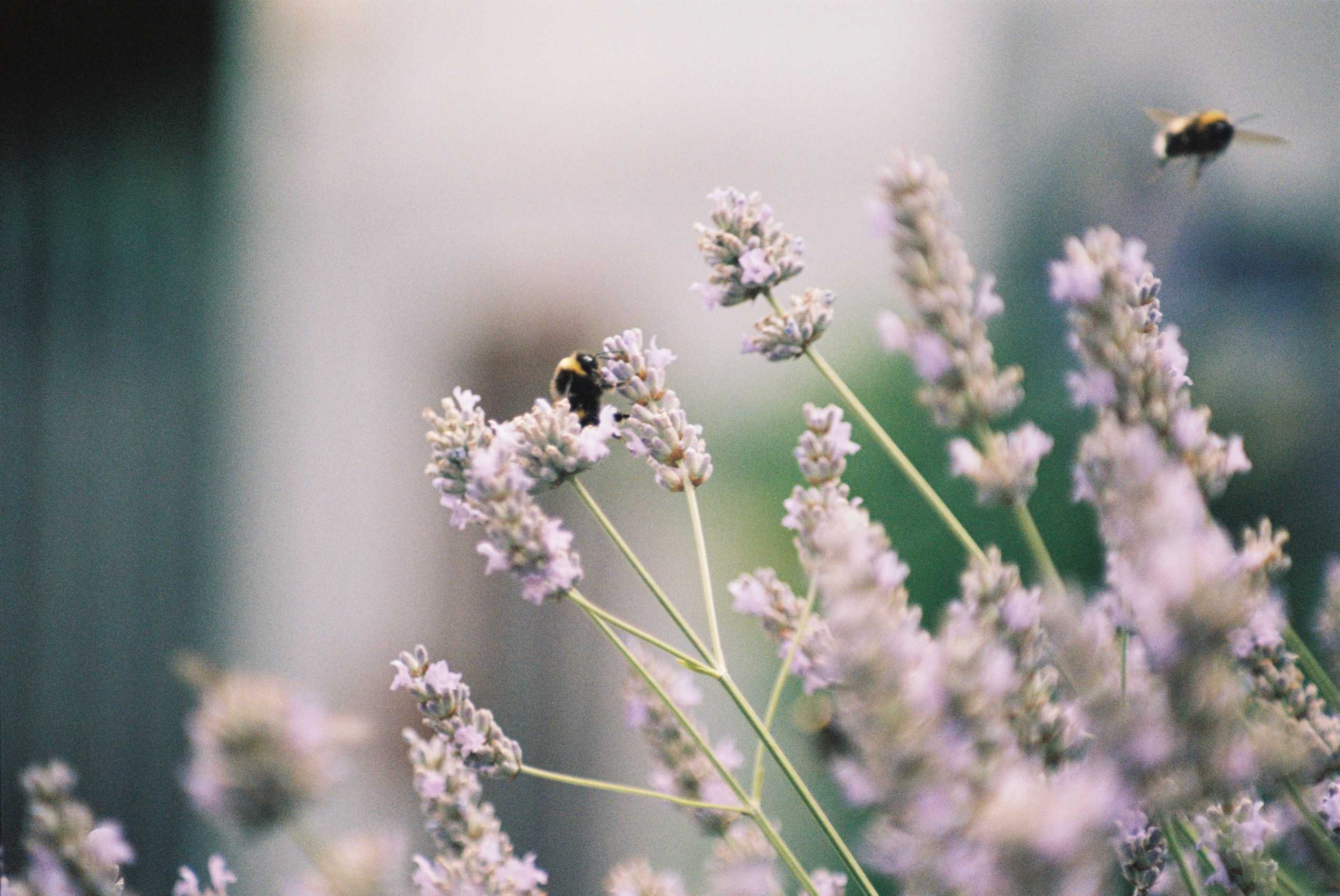 Lavender bush bees Lavender bush bees herbal medicine