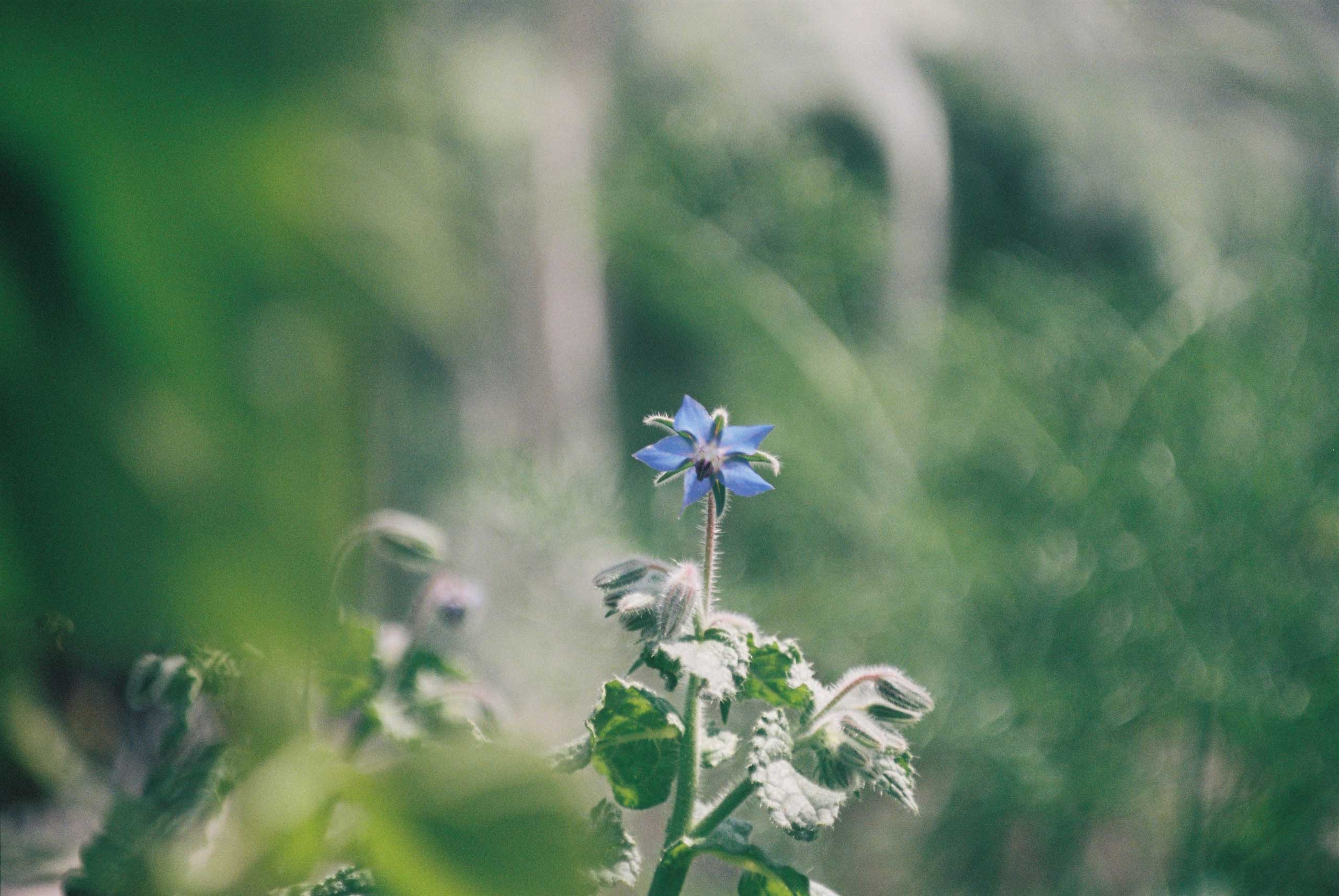 Borage flower
