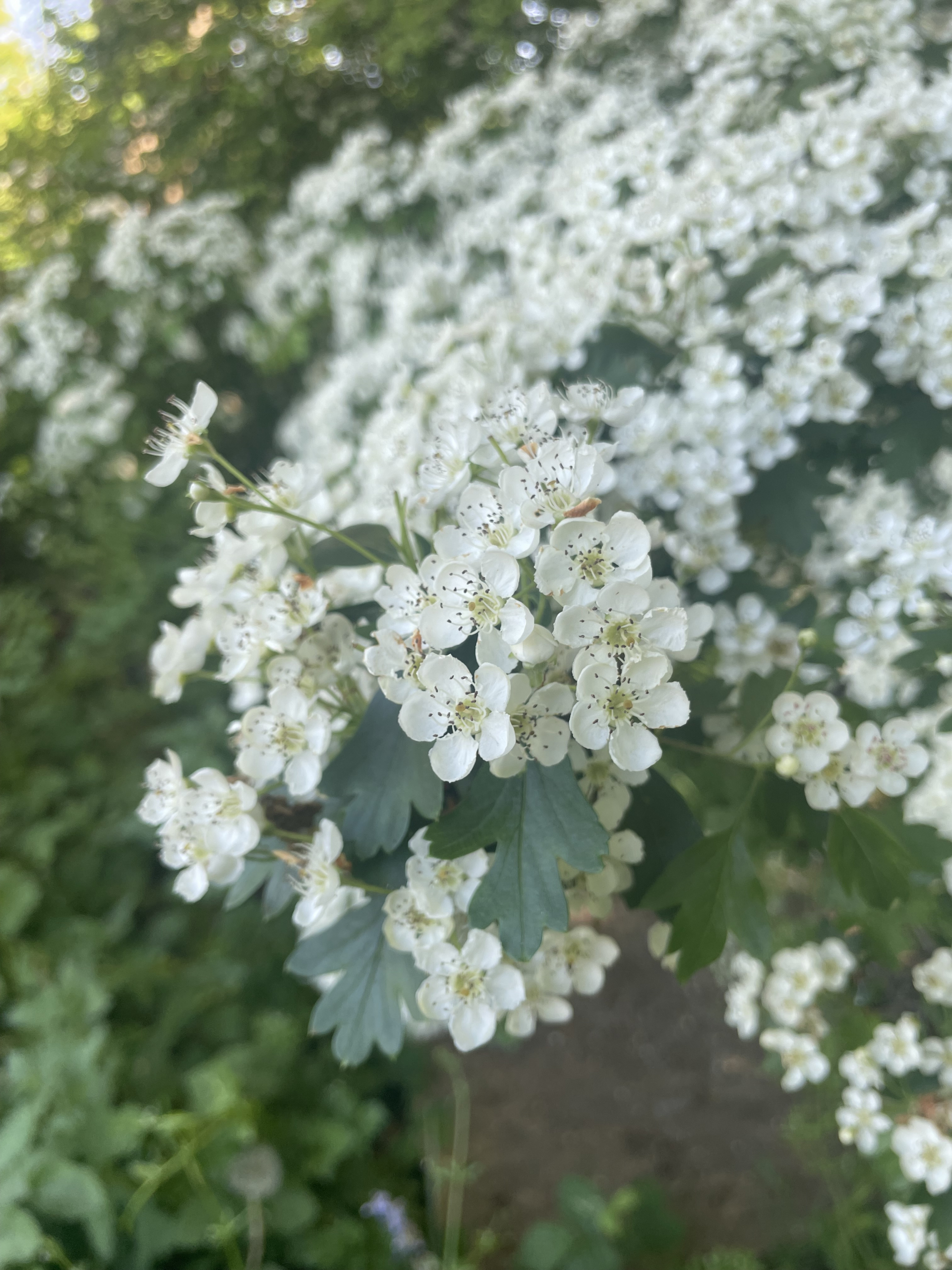 Hawthorn flower growing naturally. It is used in herbal medicine