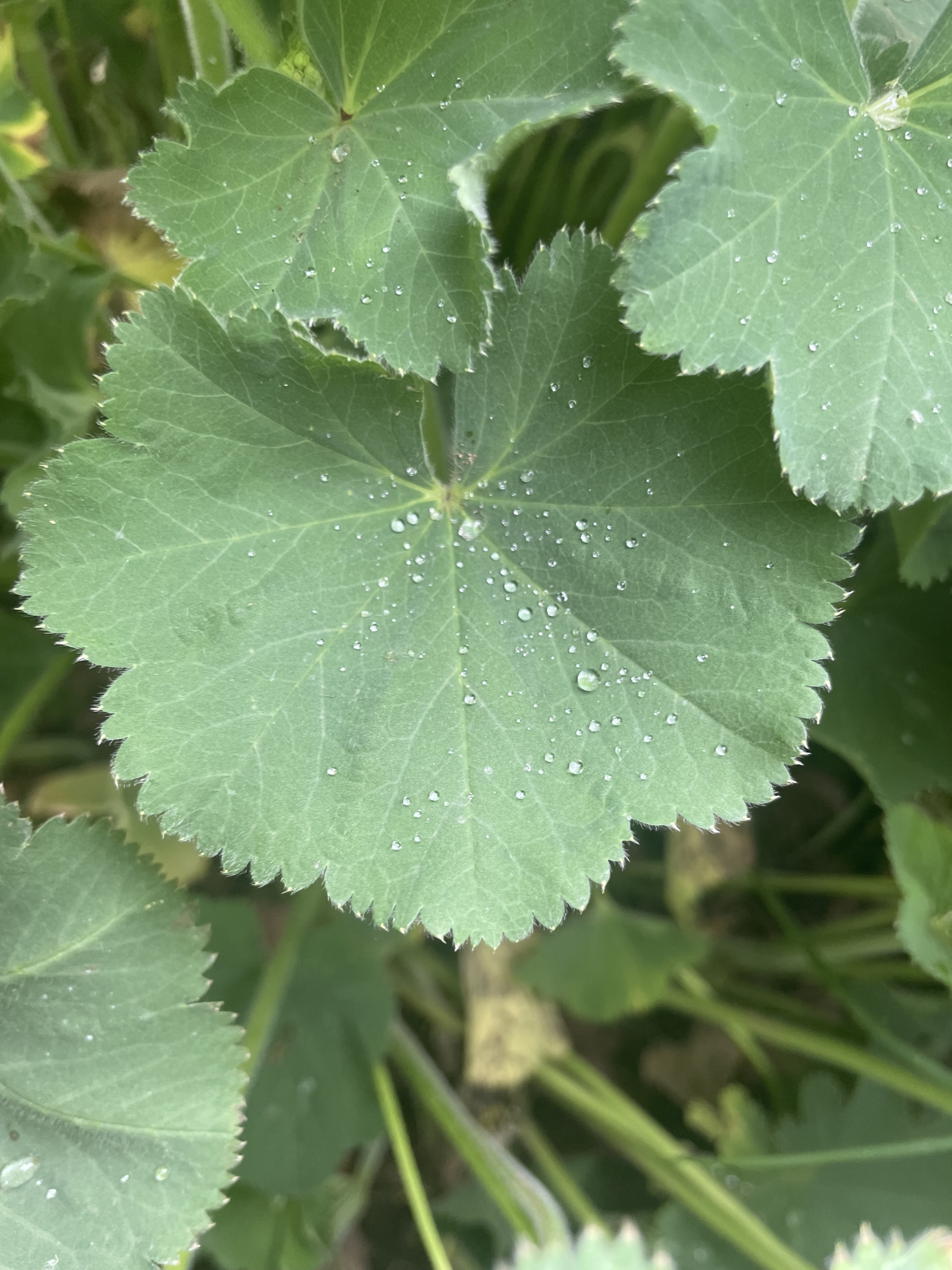 Lady’s mantle leaves growing naturally used in herbal medicine
