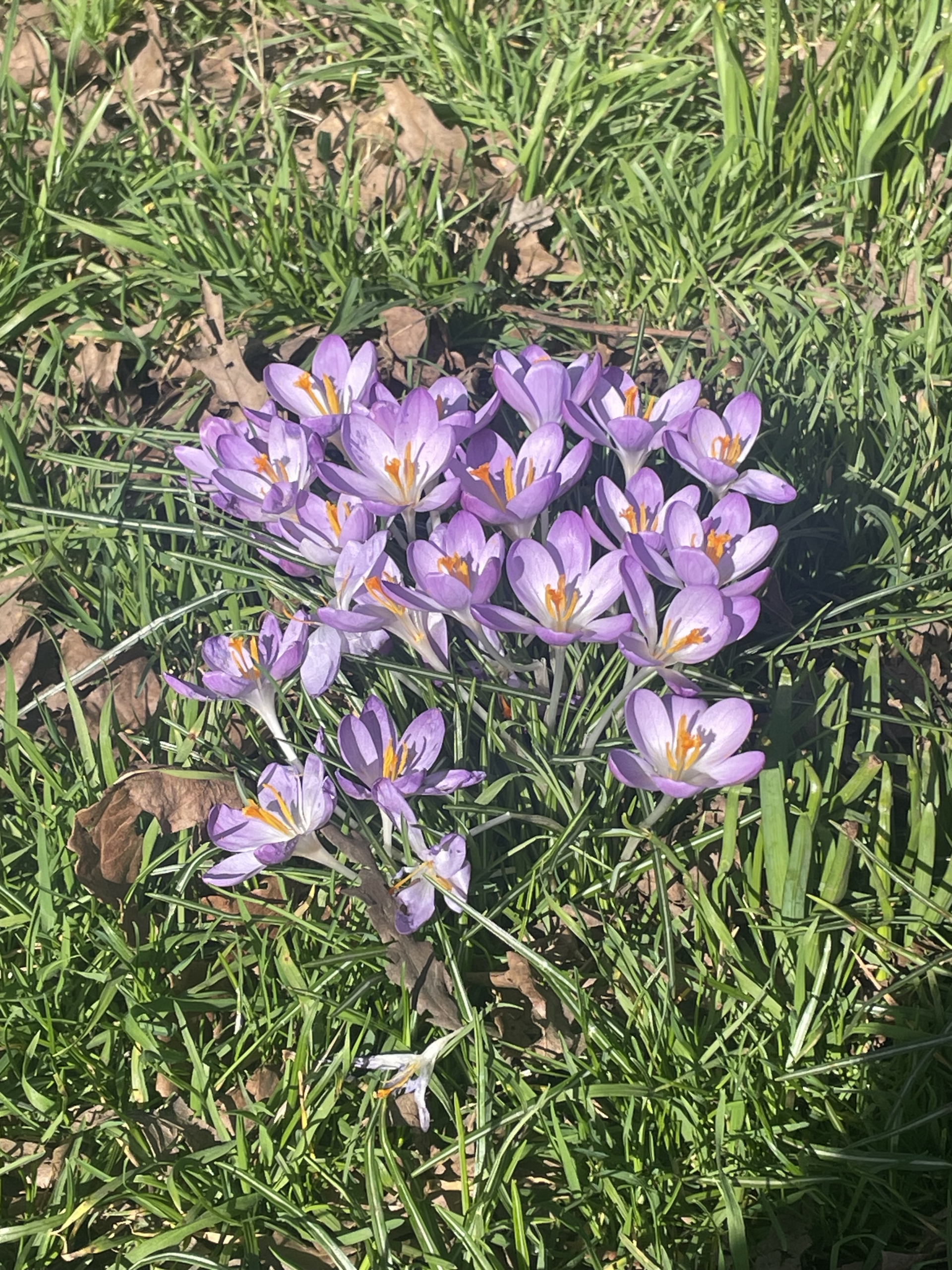 Spring crocus flowers growing naturally, symbol of seasonal renewal and use in herbal medicine