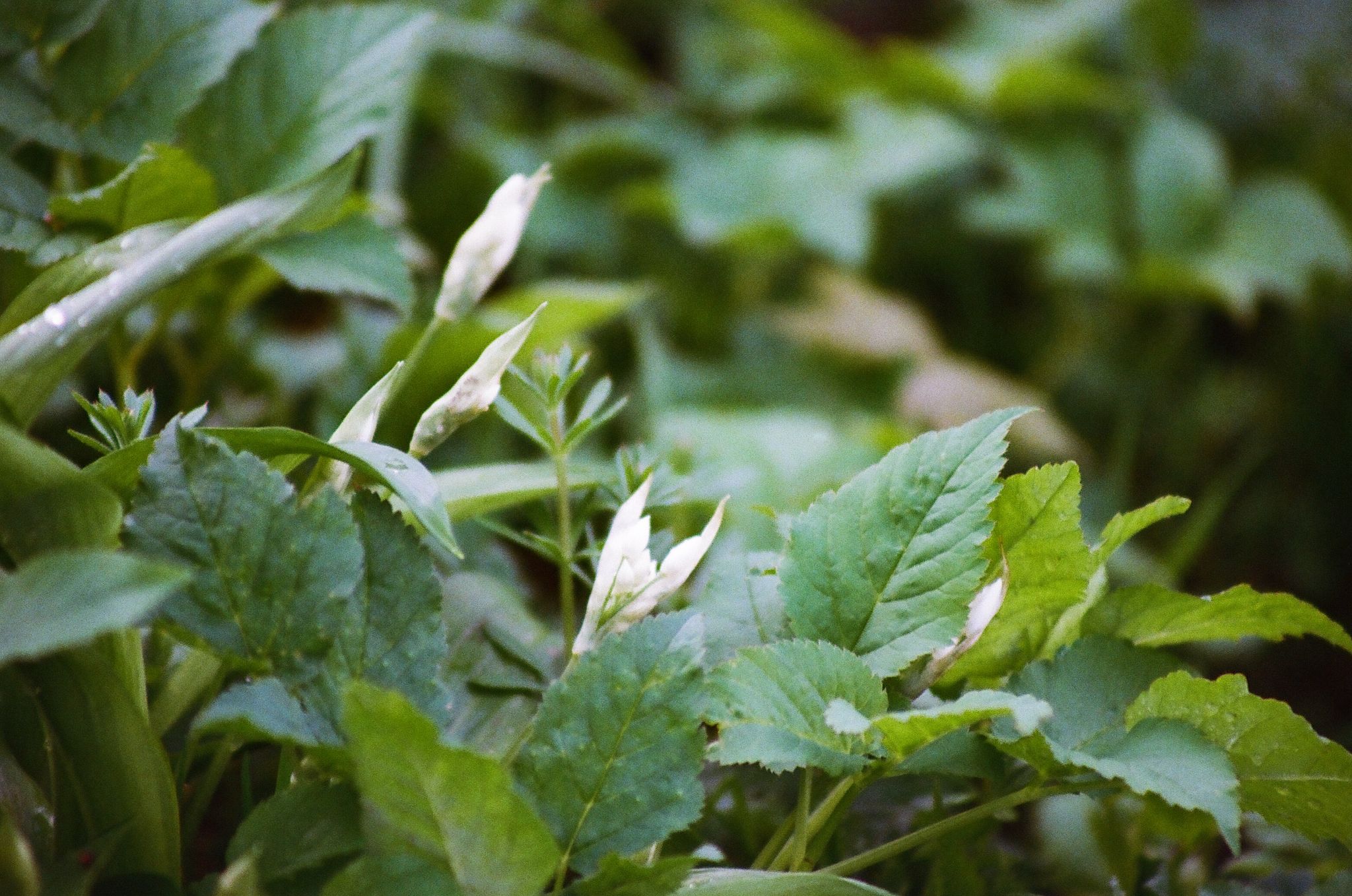 Wild garlic growing naturally used in herbal medicine