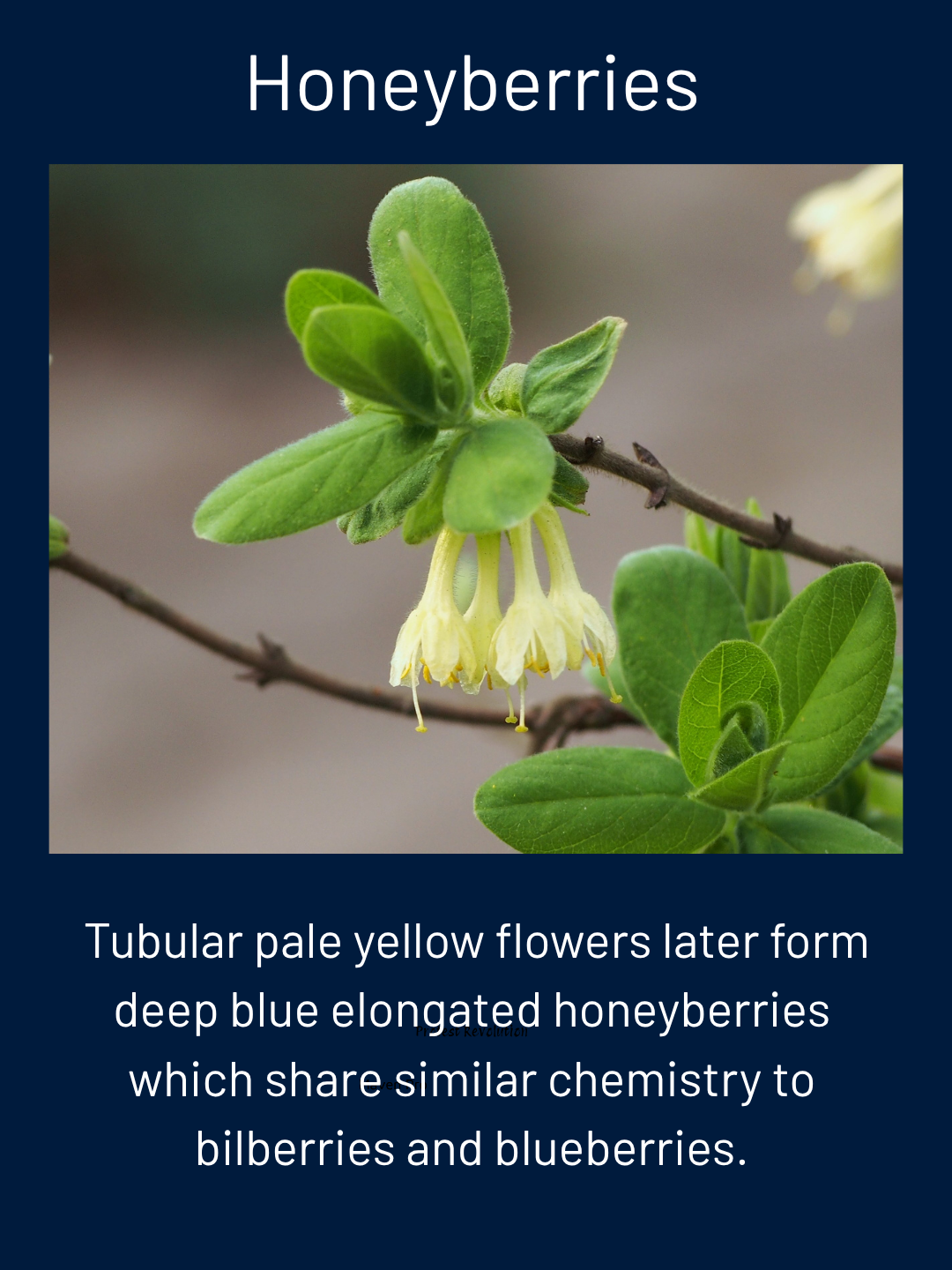 Honeyberry pale yellow tubular flowers
