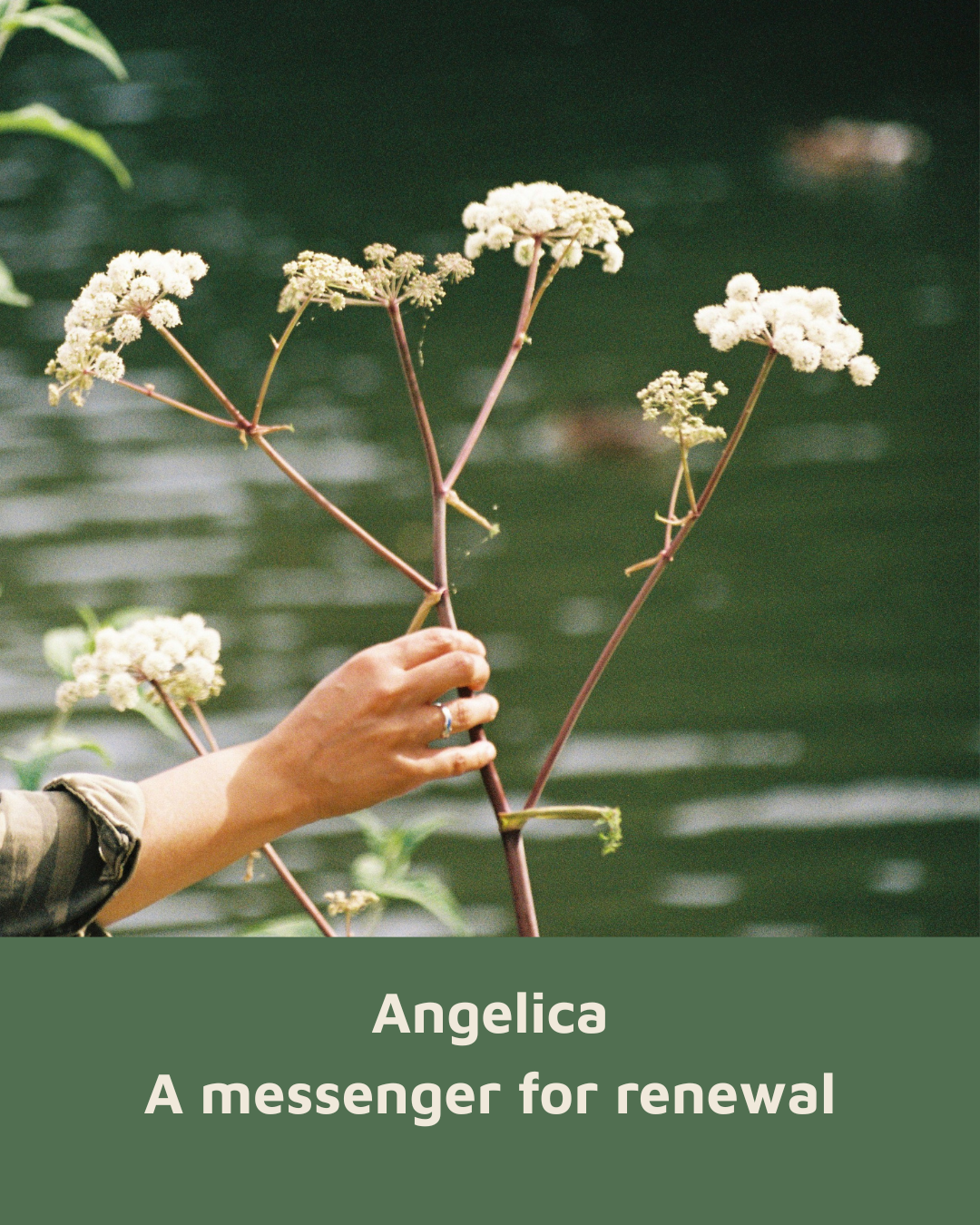 Photo of Angelica archangelica next to the Avon river (the Western native species)