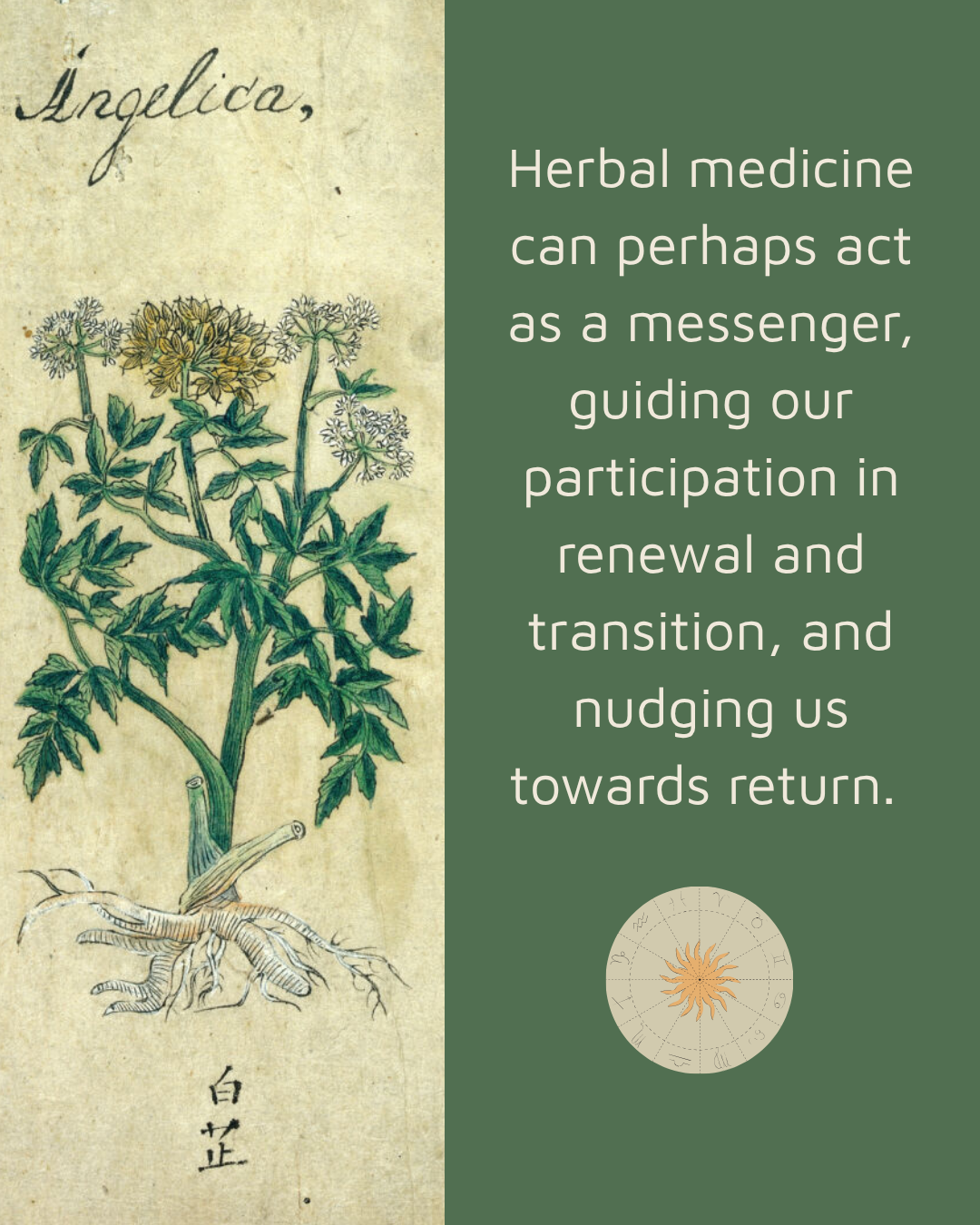 Image from Japanese herbal showing Angelica with text about herbal medicine being a messenger for renewal