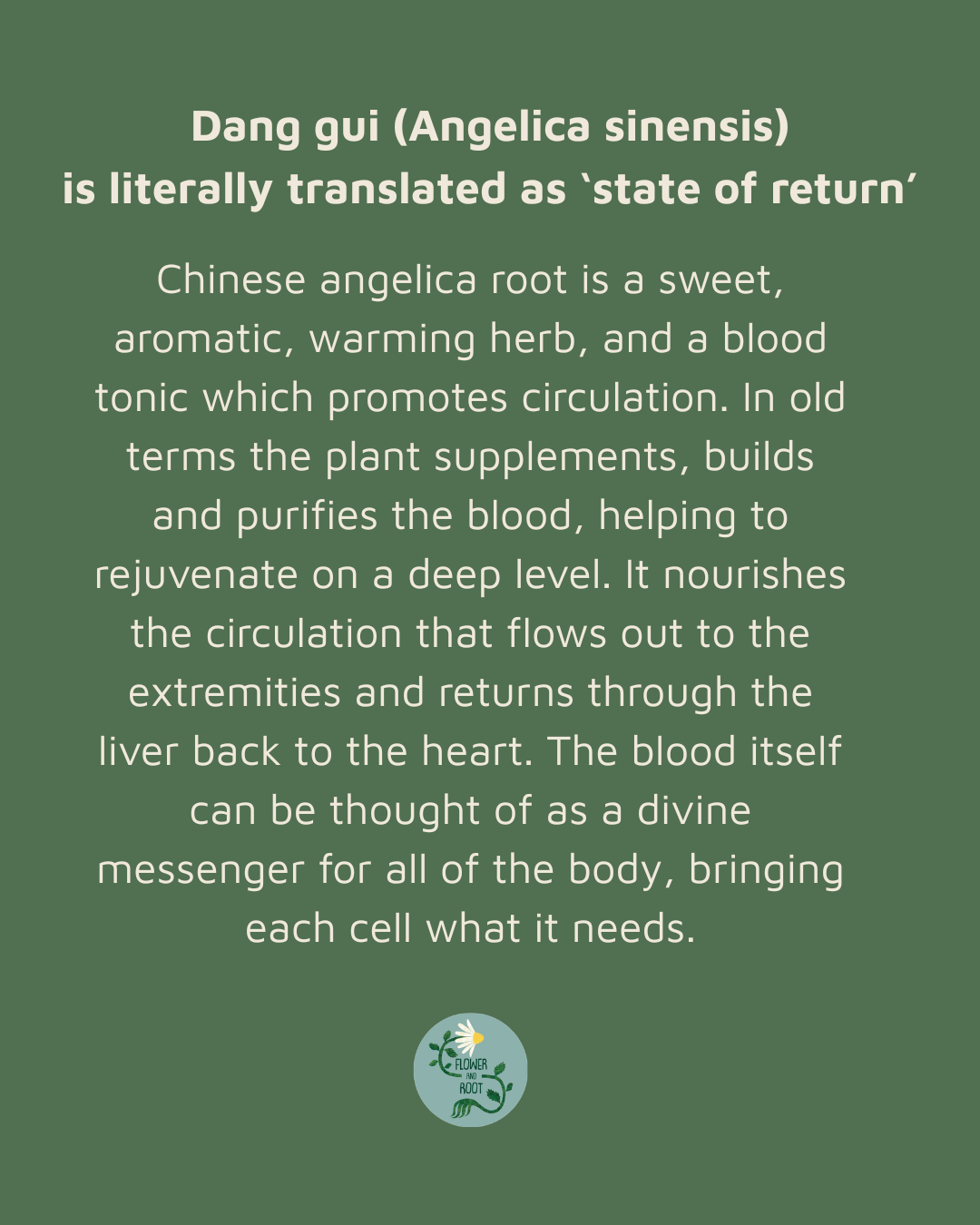Description of the main properties and actions of Chinese Angelica