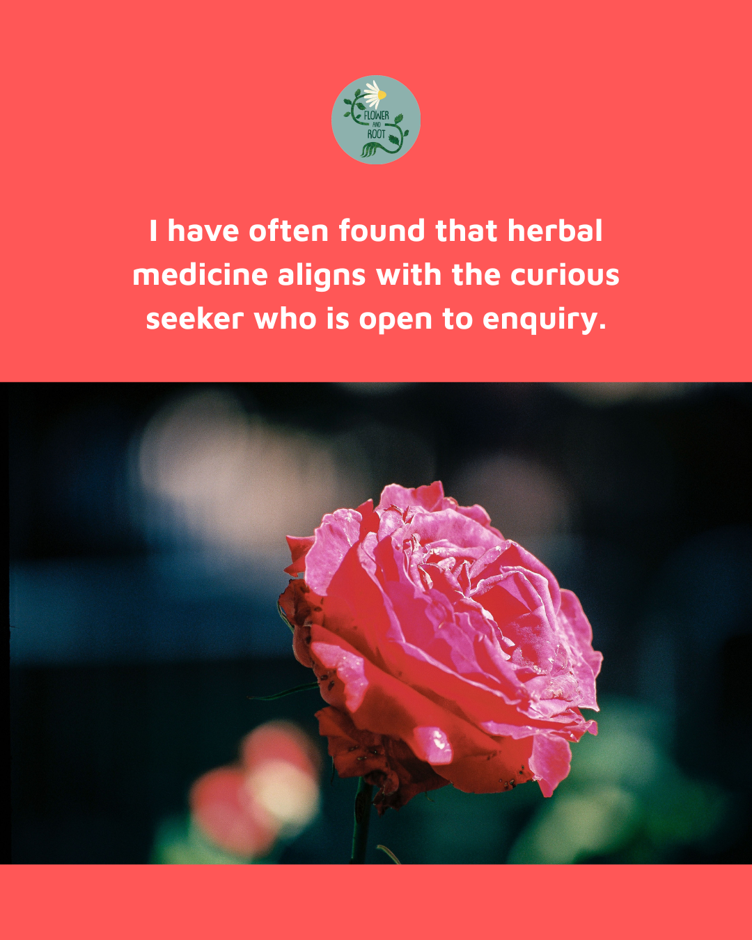 Image of a rose